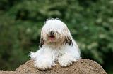 TERRIER DU TIBET 204